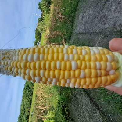 食譜-姜真珠